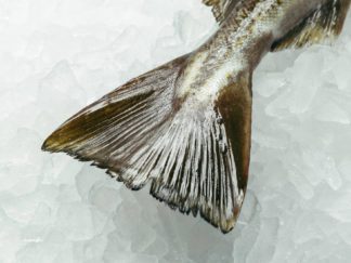 Skrei